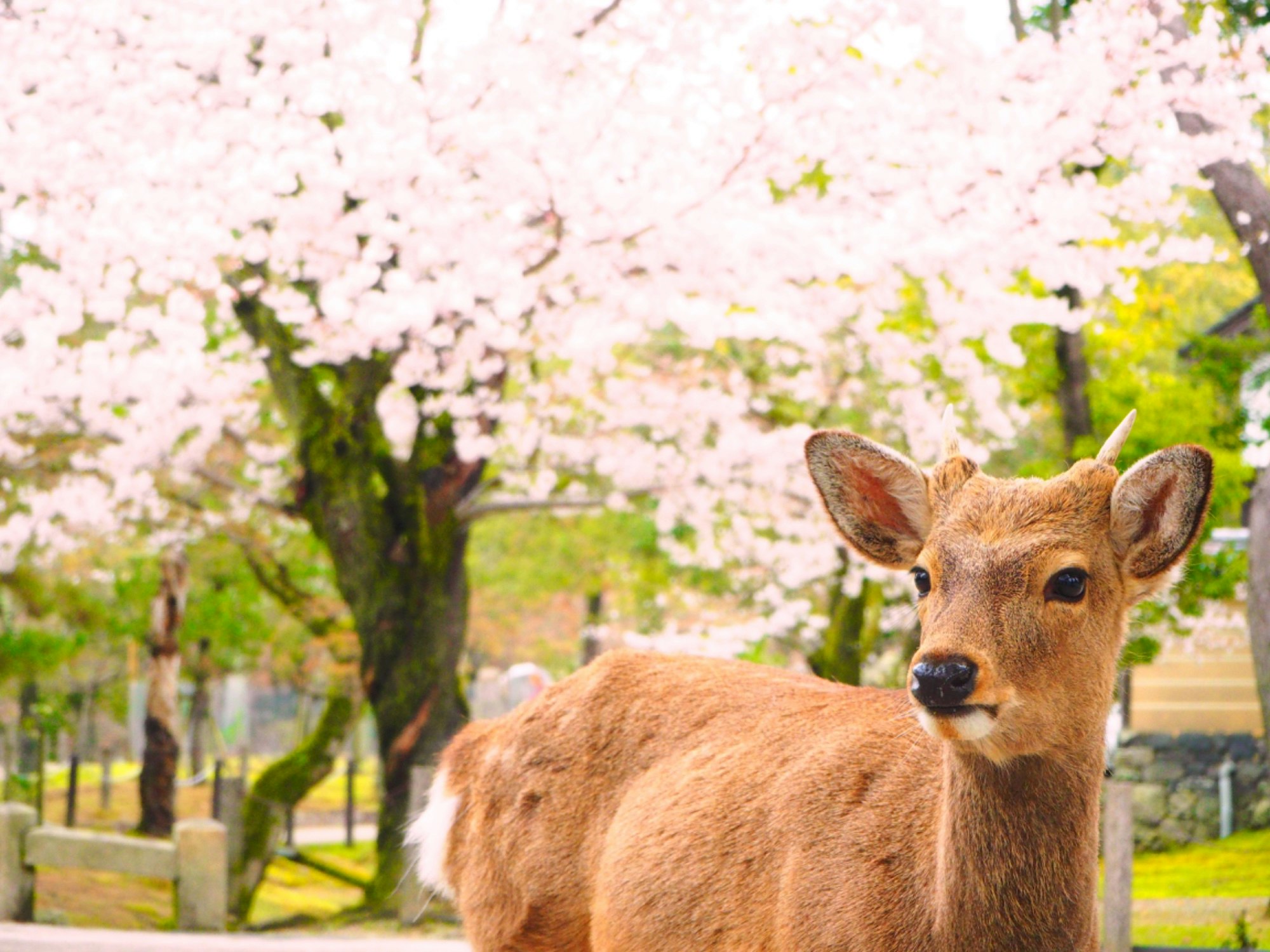 Nara Park deer