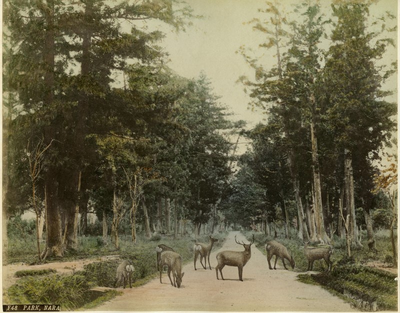 Deer at Nara Park