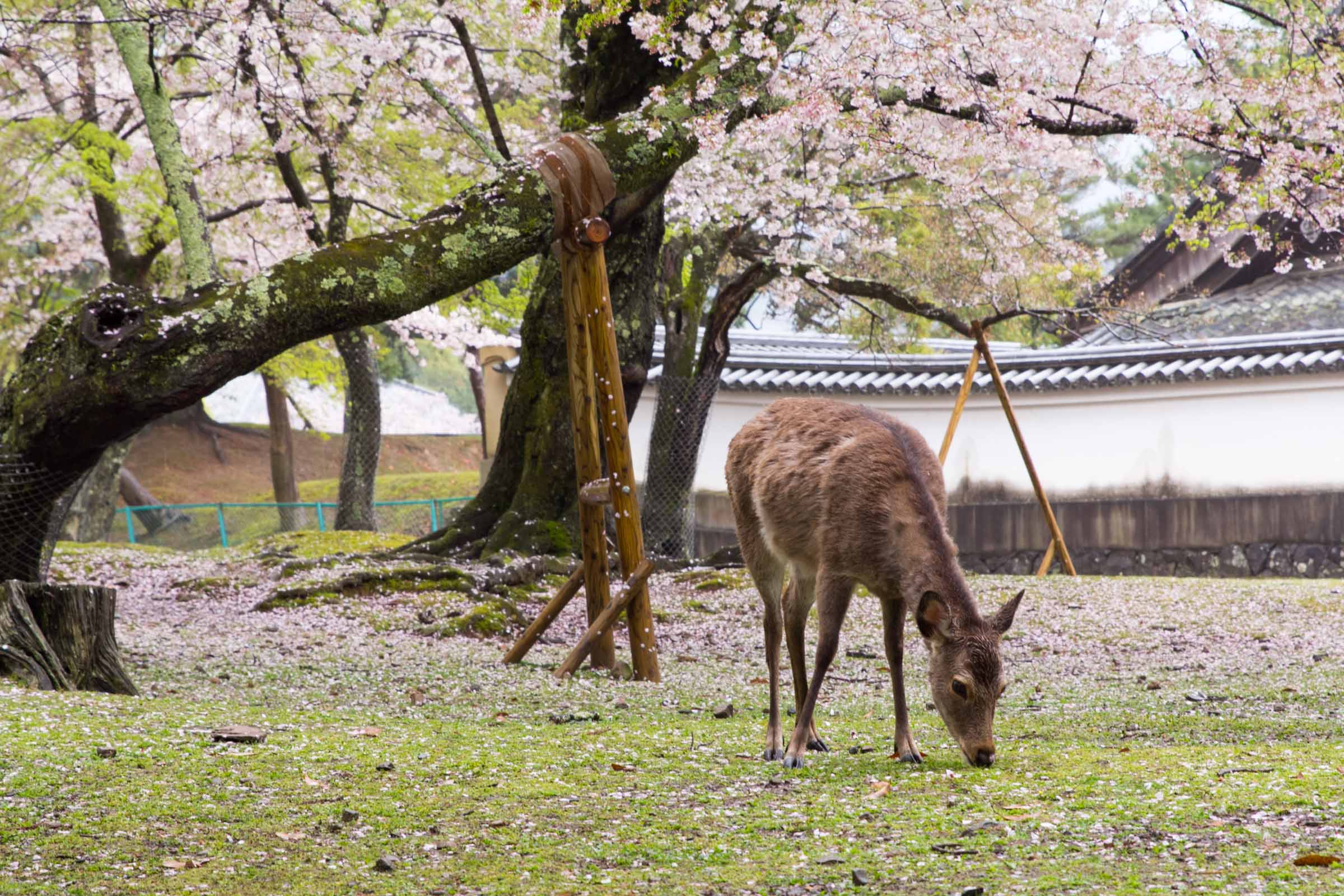 Deer at Nara Park