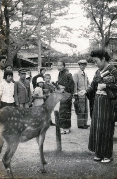 DPeople feeding deer