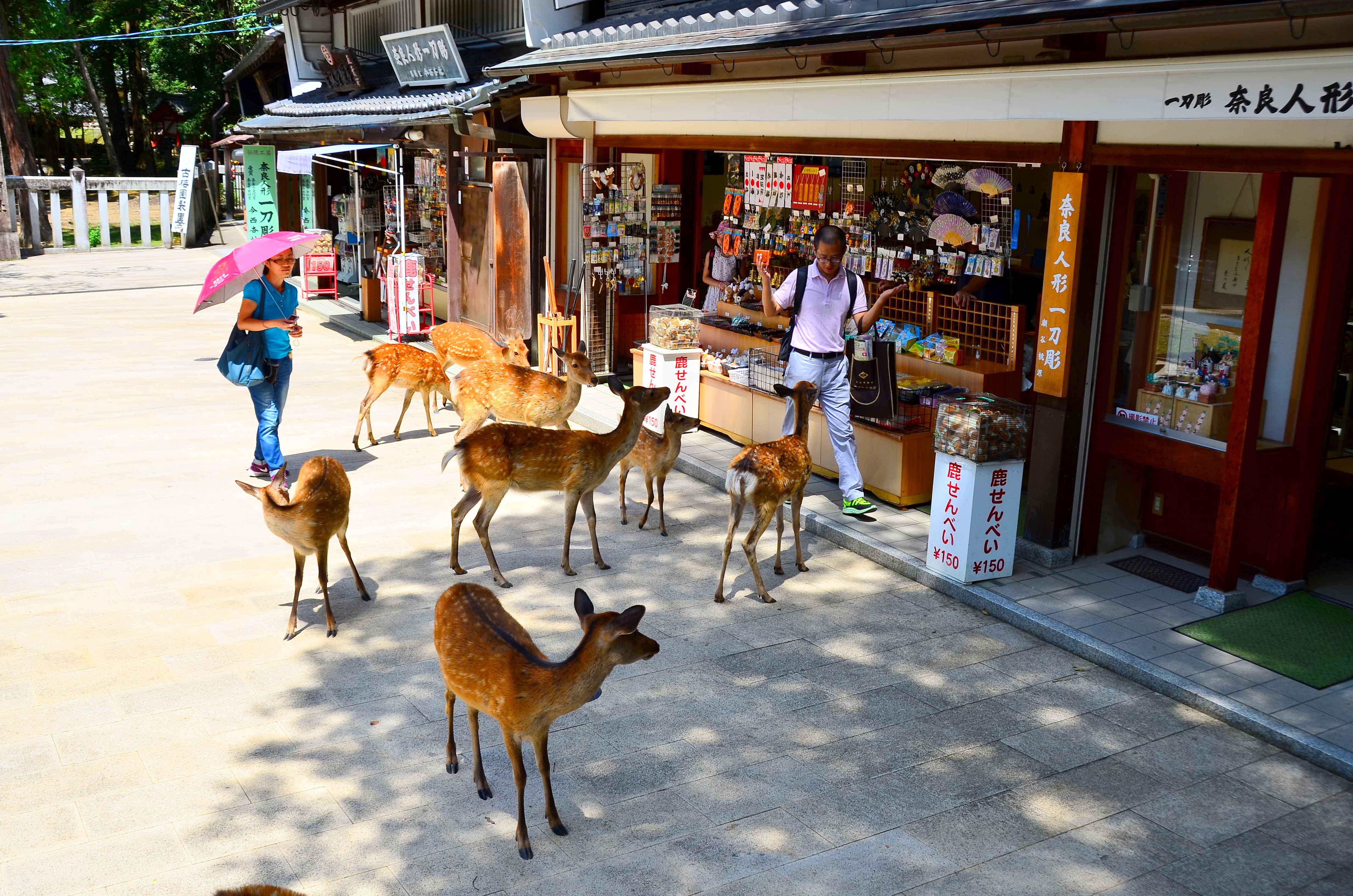 Deer at Nara Park